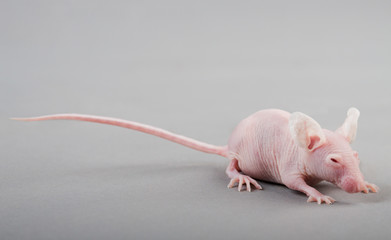 hairless mouse