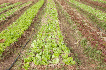 Fototapeta na wymiar Organic vegetable farm
