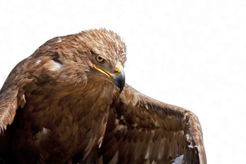 The hawk