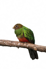 Tropical bird