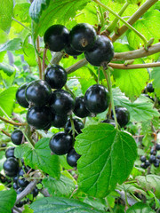 Black currant twig on the bush