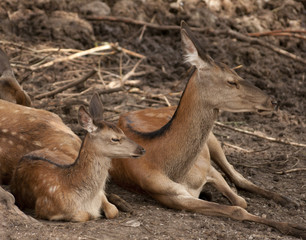 Doe and fawn laying on the ground