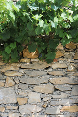 Wine and Stone Wall