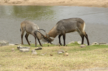 Naklejka na ściany i meble Waterbucks walki, Ruaha National Park, Tanzania