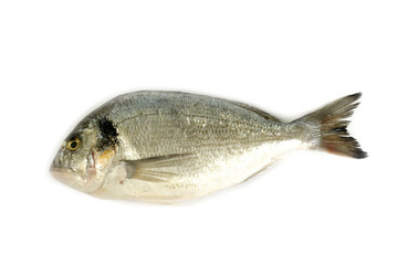 dorado
