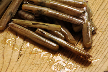 Solen marginatus