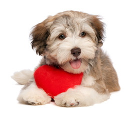 Lover Valentine chocolate Havanese puppy