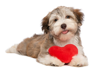Lover Valentine chocolate Havanese puppy