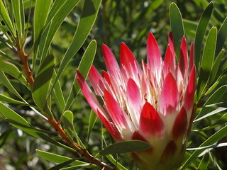 Protea Flower