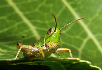 Grasshopper