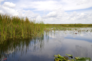 Reflections in the Everglades Florida USA