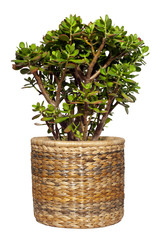 geldbaum (crassula ovata)