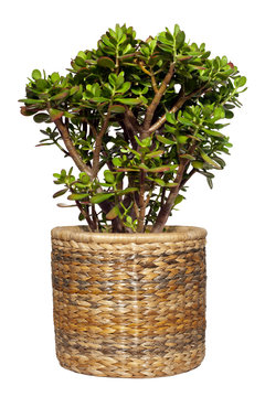 geldbaum (crassula ovata)