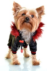 yorkshire terrier