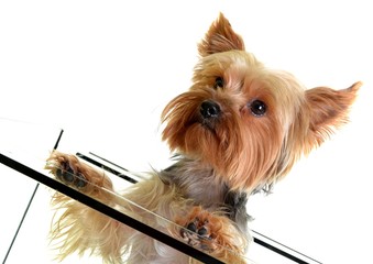 Yorkshire terrier isolated on white background