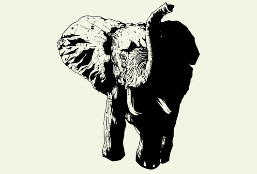 Wild Elephant
