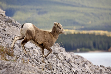 Fototapeta premium Rocky Mountain Sheep