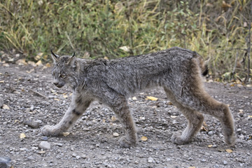 Rocky Mountain Lynx
