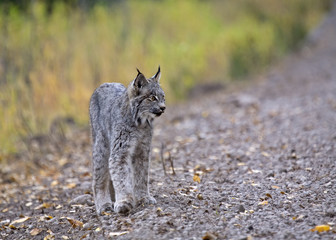 Rocky Mountain Lynx