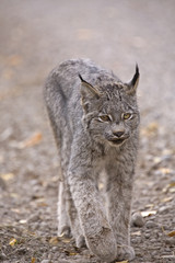 Fototapeta premium Rocky Mountain Lynx