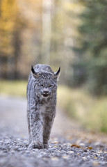 Fototapeta premium Rocky Mountain Lynx