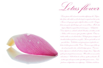 Lotus petal on white background with area for your text