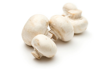 Champignon on a white background