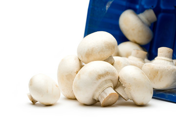 Champignon spilling out of a carrier