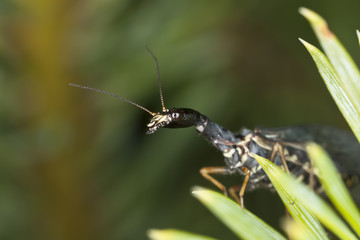 Snakefly, macro photo