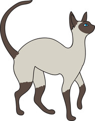 Siamese cat