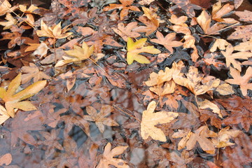 dried brown autumn leaves in water