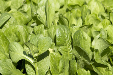 lettuce plants