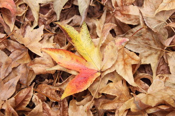 autumn dry leaves