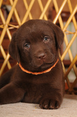 Very cute portrait of labrador puppy closeup