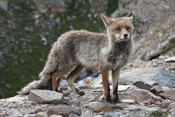 Naklejka na ściany i meble fox in a wildlife park in the Alps