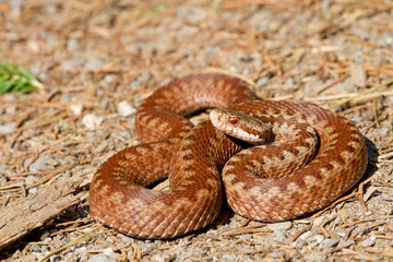 Obraz premium Vipera berus