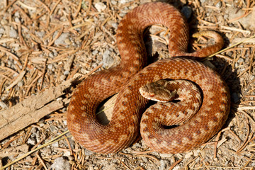 Vipera berus