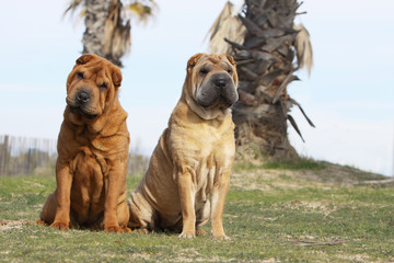 les deux robes du shar pei