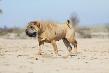 shar pei walking on the beach