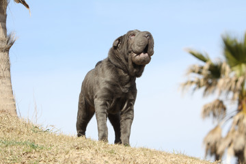 aboiement du char pei - ler shar pei aboie
