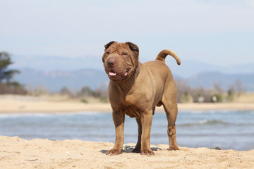 shar pei on holidays