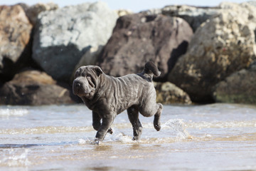 baignade du shar pei