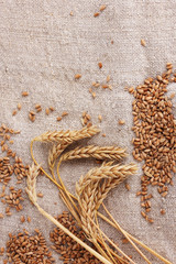 wheat and wheat-ears on burlap closeup