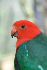 キンショウジョウインコ　オス
