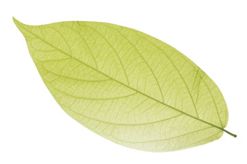 Naklejka na ściany i meble Green Leaf Isolated on White