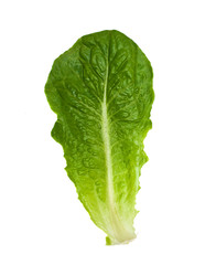 Leaf Of Romaine Salad