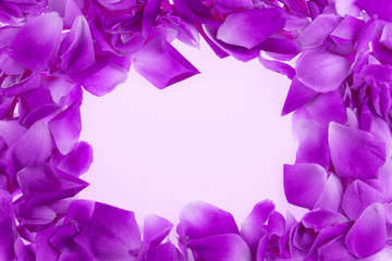 frame of purple rose petals