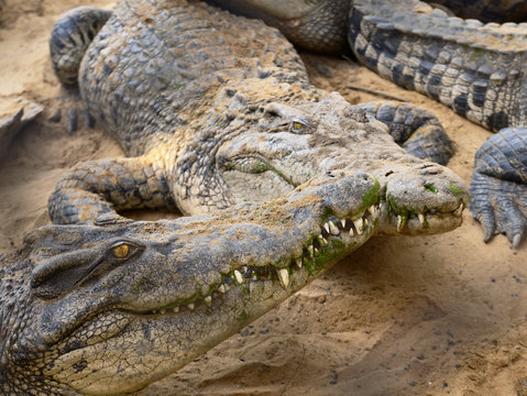 The distance of two crocodile white teeth and two clear eye