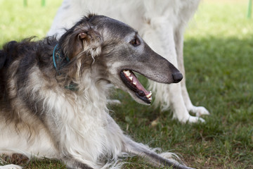 Fototapeta premium Barsoi