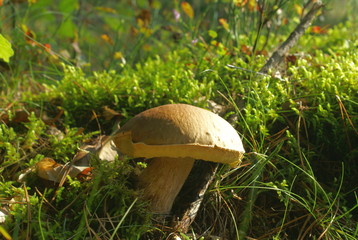 Prawdziwek-2 © adam54